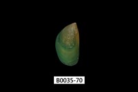 藏品(綠殼菜蛤)的圖片